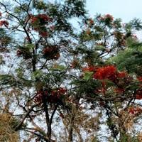 Riya Yadav Searching For Place in Bhopal, Madhya Pradesh, India