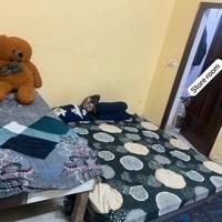 Pallavi Bisht Searching Flatmate in Sanjay Gram Colony, Rajiv Nagar, Sector 13, Gurugram, Haryana, India