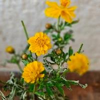 Bhairavi Searching Flatmate in Sector 20, Airoli, Navi Mumbai, Maharashtra, India