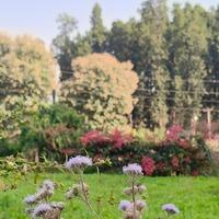 Priya Searching For Place in Garhi Cantt, Dehradun, Uttarakhand, India