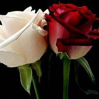 Shryash Singh Searching Flatmate in Siddharth Vihar, Pratap Vihar, Ghaziabad, Uttar Pradesh, India
